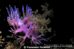 Flabellina with eggs inside the body. by Francesco Pacienza 
